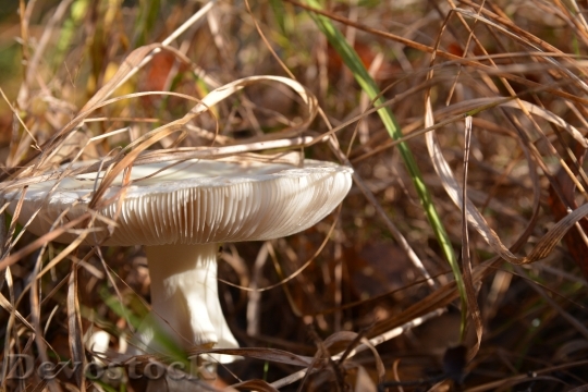 Devostock Mushroom Grass An Understory