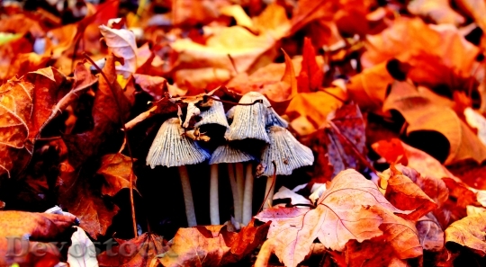 Devostock Mushroom Leaves Autumn Golden