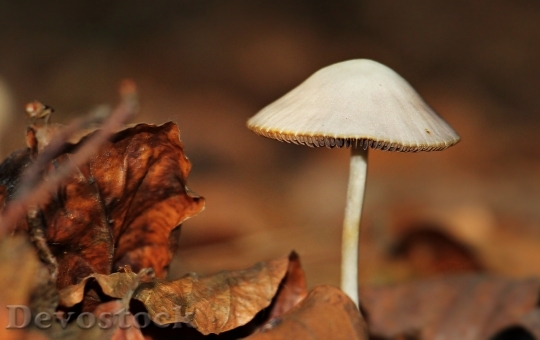 Devostock Mushroom Leaves Forest Autumn 0