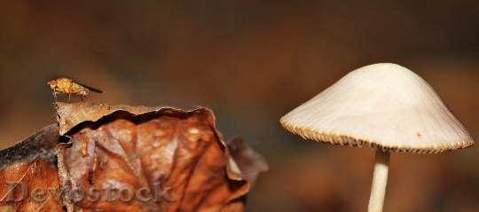 Devostock Mushroom Leaves Forest Autumn