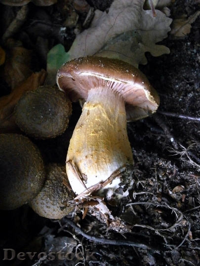 Devostock Mushroom Mushrooms Forest 199066