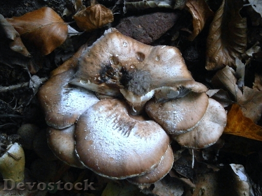 Devostock Mushroom Mushrooms Group Many