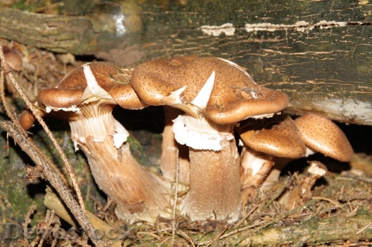 Devostock Mushroom Nature Forest Leaves 1