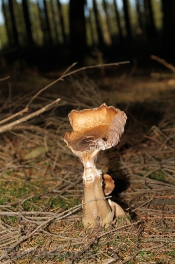 Devostock Mushroom Nature Forest Leaves 2
