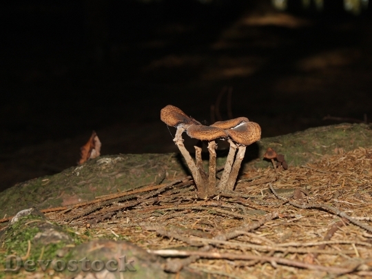 Devostock Mushroom Nature Forest Leaves