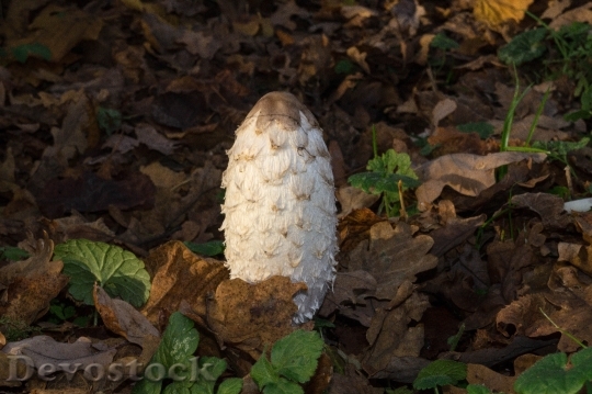 Devostock Mushroom Nature Forest Mushrooms