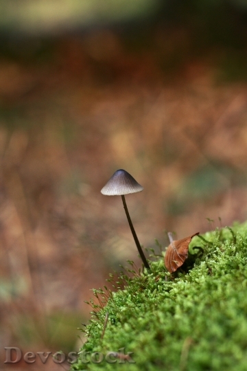Devostock Mushroom Small Alone Autumn
