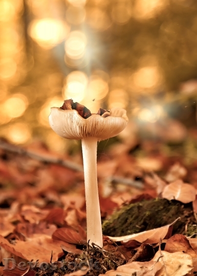 Devostock Mushrooms Forest Autumn Leaves 1