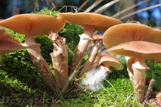 Devostock Mushrooms Forest Collect Autumn