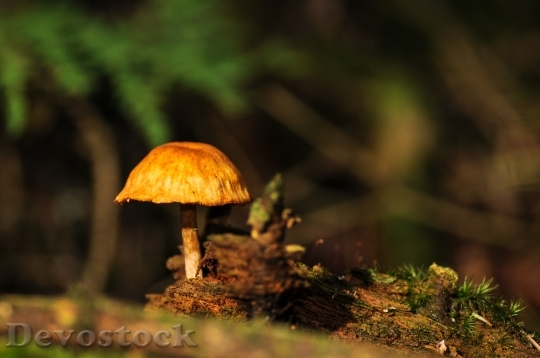 Devostock Mushrooms Forest Forest Floor 3