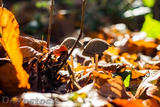 Devostock Mushrooms Forest Mushroom Picking