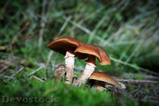 Devostock Mushrooms Forest Toxic Edible