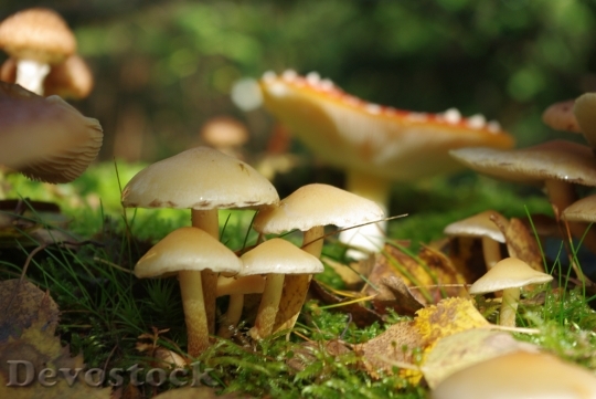 Devostock Mushrooms Forest Toxic Nature