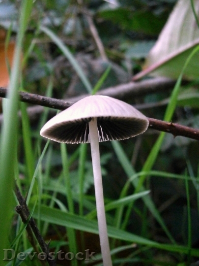 Devostock Mushrooms Mushroom Grey White