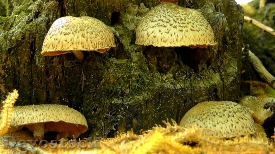 Devostock Mushrooms Nature Forest Leaves