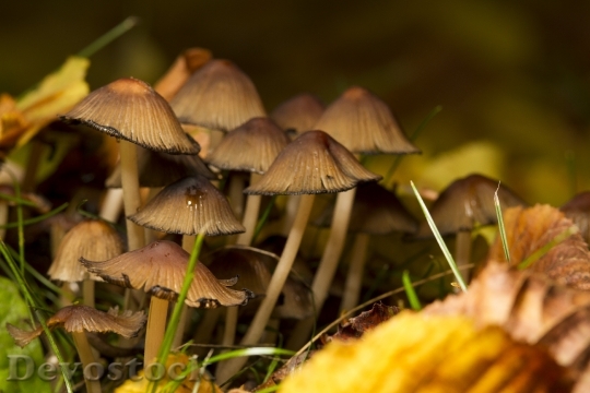 Devostock Mushrooms Nature Spores Forest 0