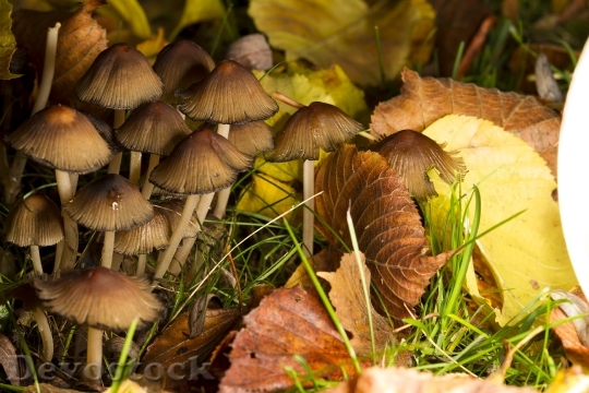 Devostock Mushrooms Nature Spores Forest