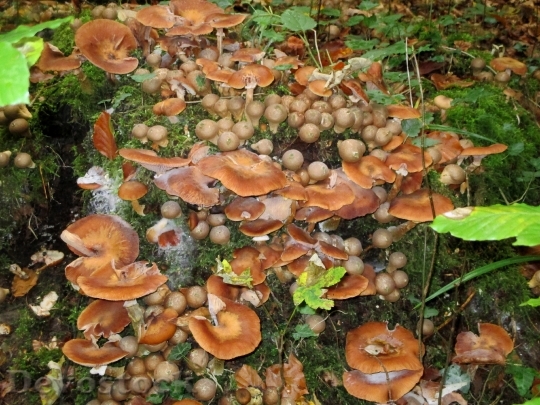 Devostock Nameko Mushrooms Nature Autumn
