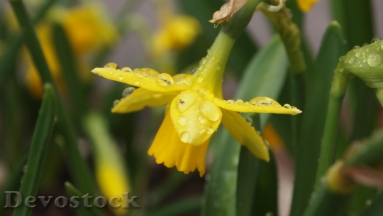 Devostock Narcis Spring Flower Pot