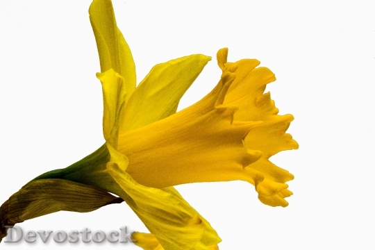 Devostock Narcissus Pseudonarcissus Narcissus 6864 0
