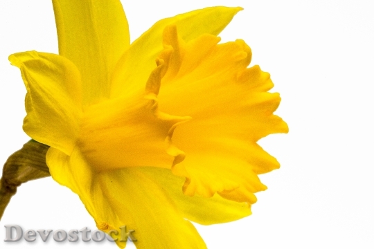 Devostock Narcissus Pseudonarcissus Narcissus 6864