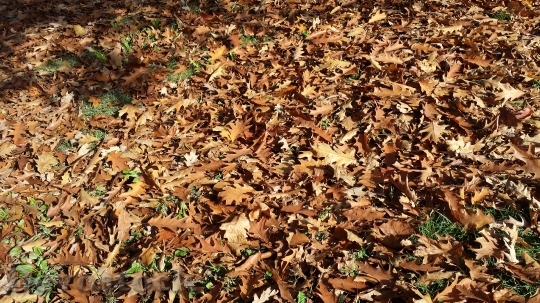 Devostock Nature Autumn Dried Leaves