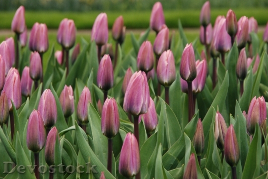 Devostock Nature Flower Tulip Purple