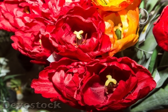 Devostock Nature Flowers Tulips Plant