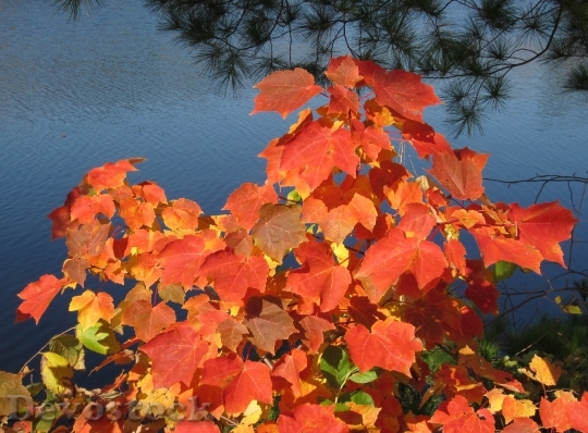 Devostock Nature Leaves Maple Tree