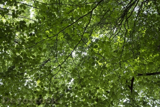 Devostock Nature Leaves Sheet Trees