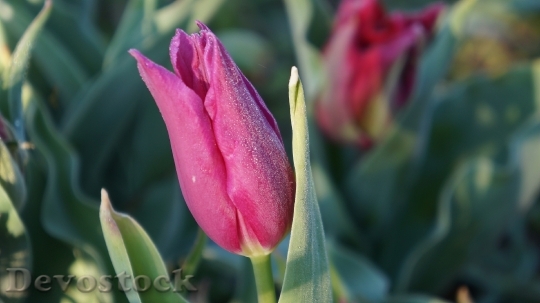 Devostock Nature Plant Flower Tulip