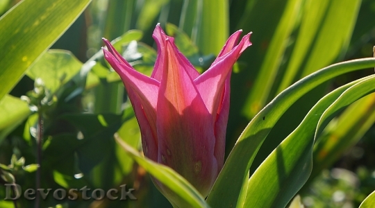Devostock Nature Plants Flowers Tulip