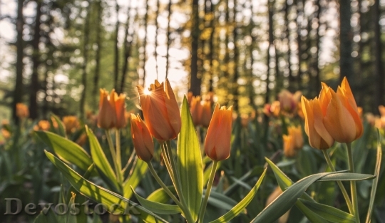 Devostock Nature Plants Flowers Tulips
