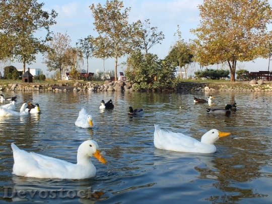Devostock Nature Pond Animal Duck