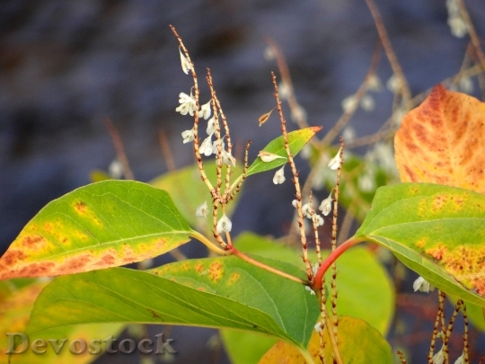 Devostock Nature Small Flowers Fall