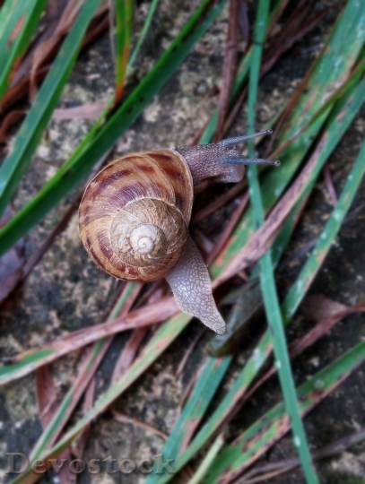 Devostock Nature Snails Environmental Peace