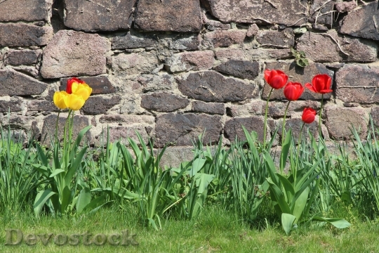 Devostock Nature Tulips Wall Easter