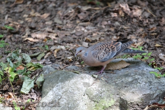 Devostock New Pigeon Mountain Dove