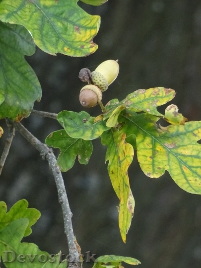 Devostock Oak Acorn Leaf Nature