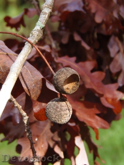 Devostock Oak Acorn Nature Leaf