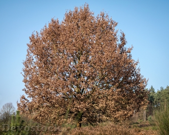 Devostock Oak Crown Tree Oak