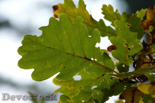 Devostock Oak Leaf Oak Leaf