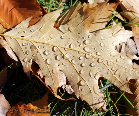 Devostock Oak Leaf Rain Drops