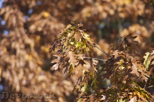 Devostock Oak Leaves Autumn Tree