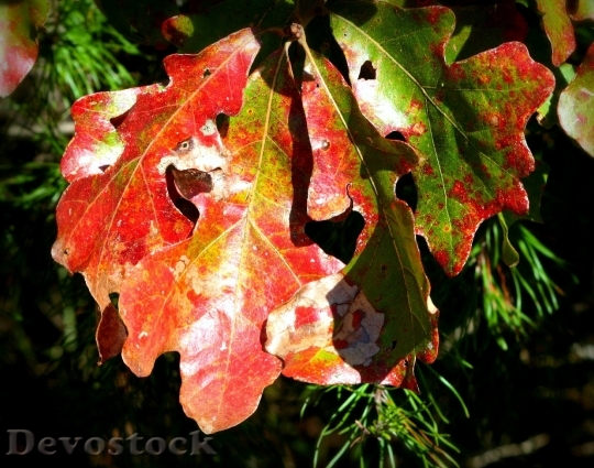 Devostock Oak Leaves Fall Autumn
