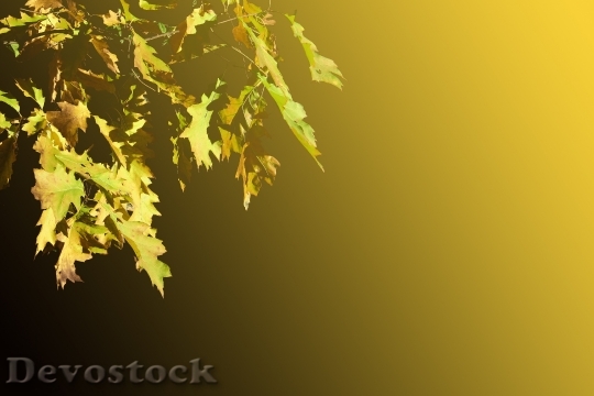 Devostock Oak Leaves Leaves Emerge
