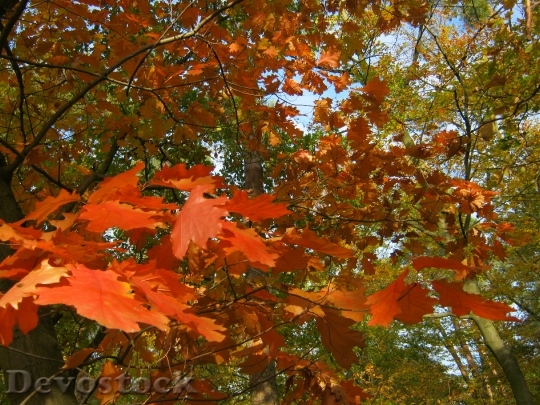 Devostock Oak Leaves Red Close
