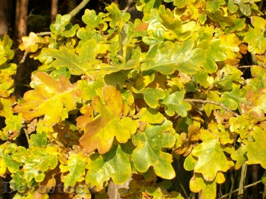 Devostock Oak Oak Leaves Leaves 0