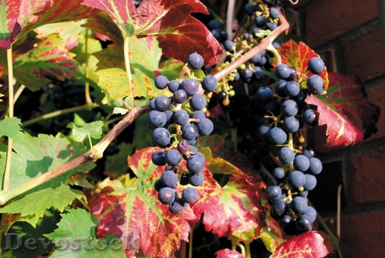 Devostock October Autumn Wine Color