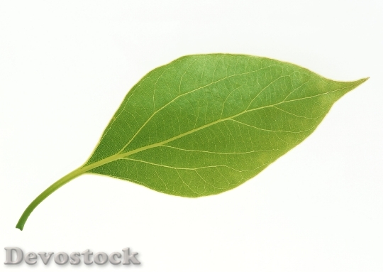 Devostock One Bright Green Leaf
